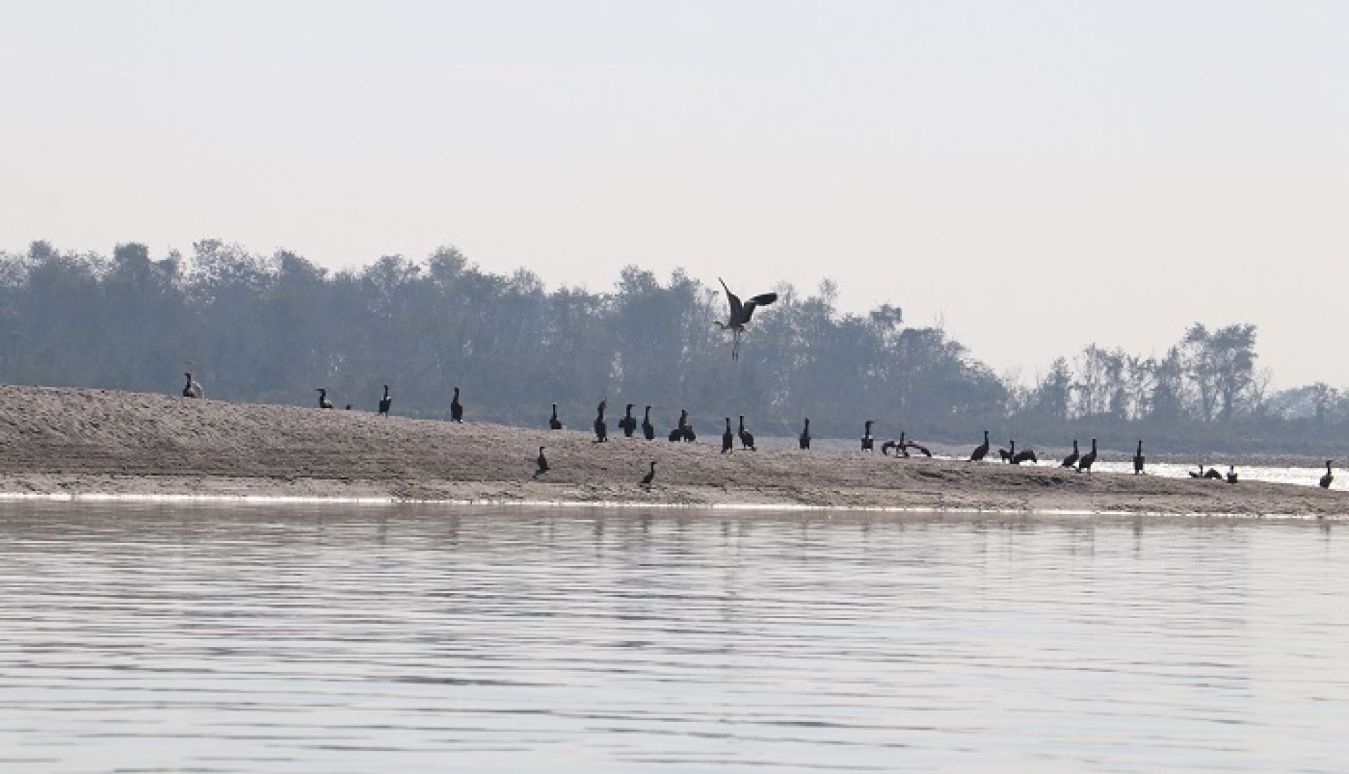 नारायणी नदी क्षेत्रमा ४१ प्रजातिका जलपक्षी भेटिए